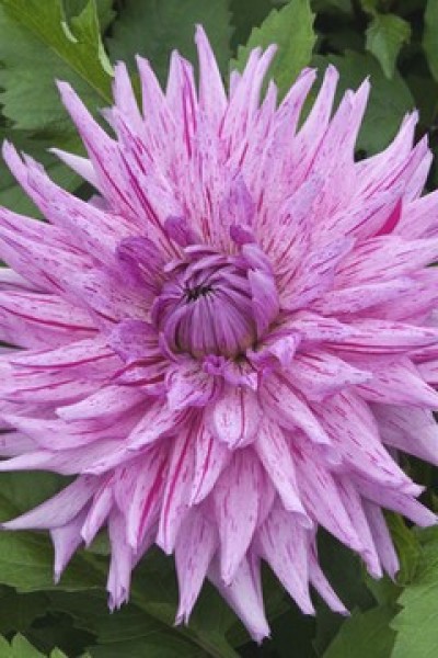 CAPUCIA